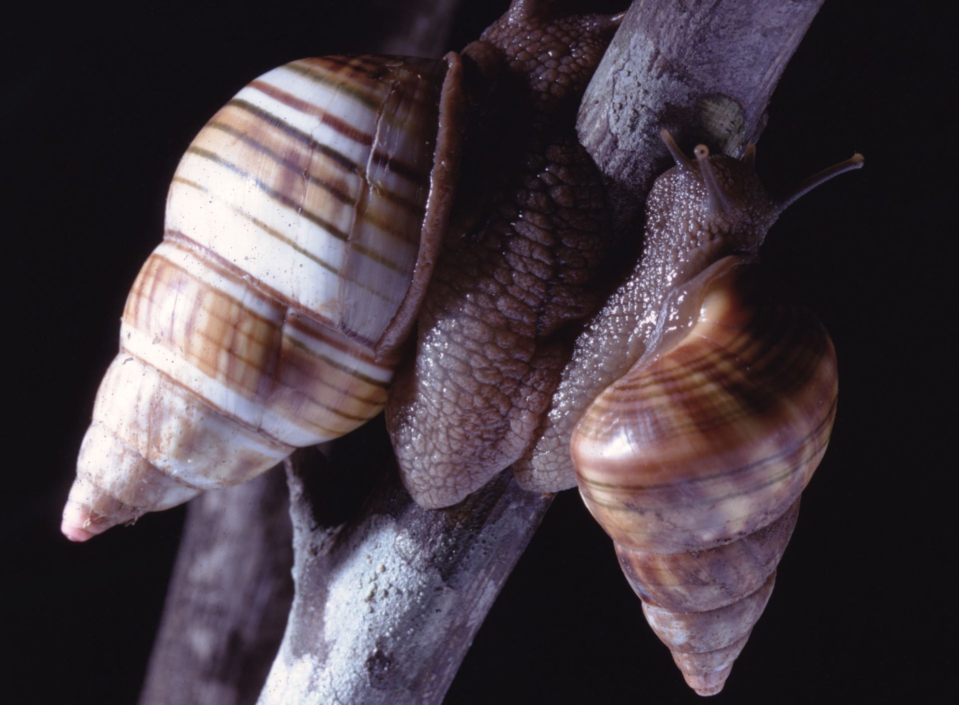 Parchula Insect Partula snail returns to Tahiti after declared extinct in the wild