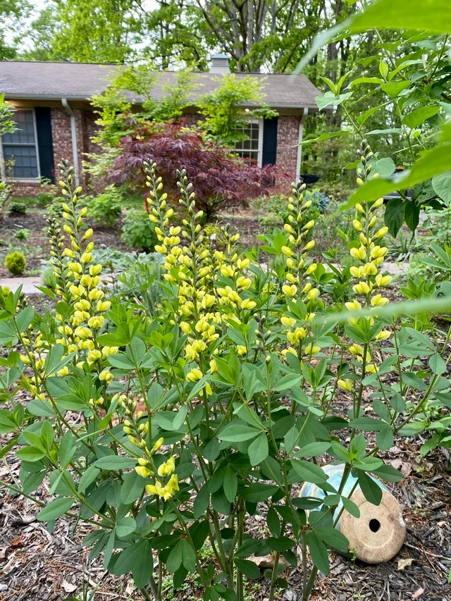 Rewilded yard