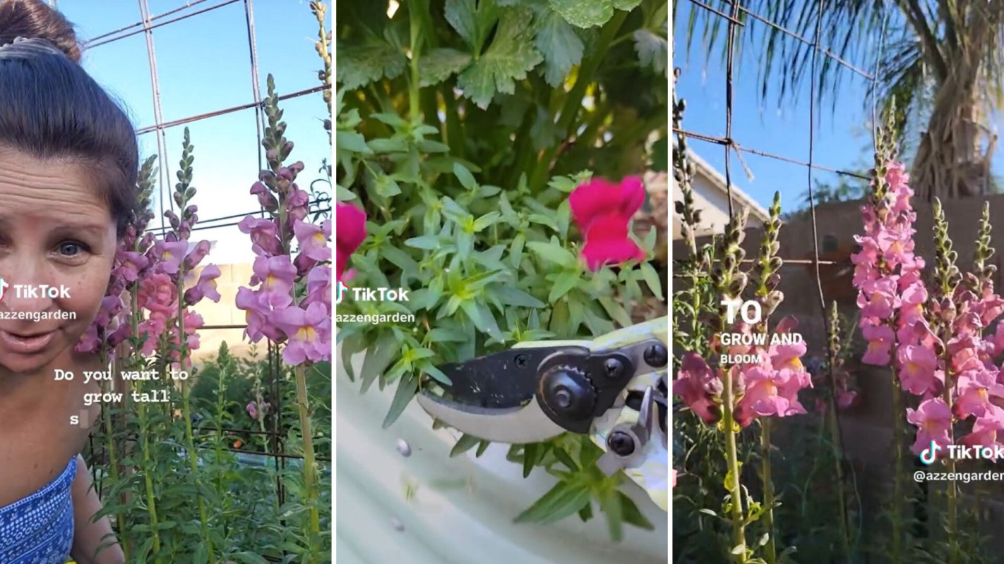 Gardener shares snapdragon gardening hack
