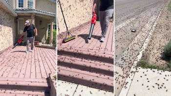 Mormon crickets are invading Nevada