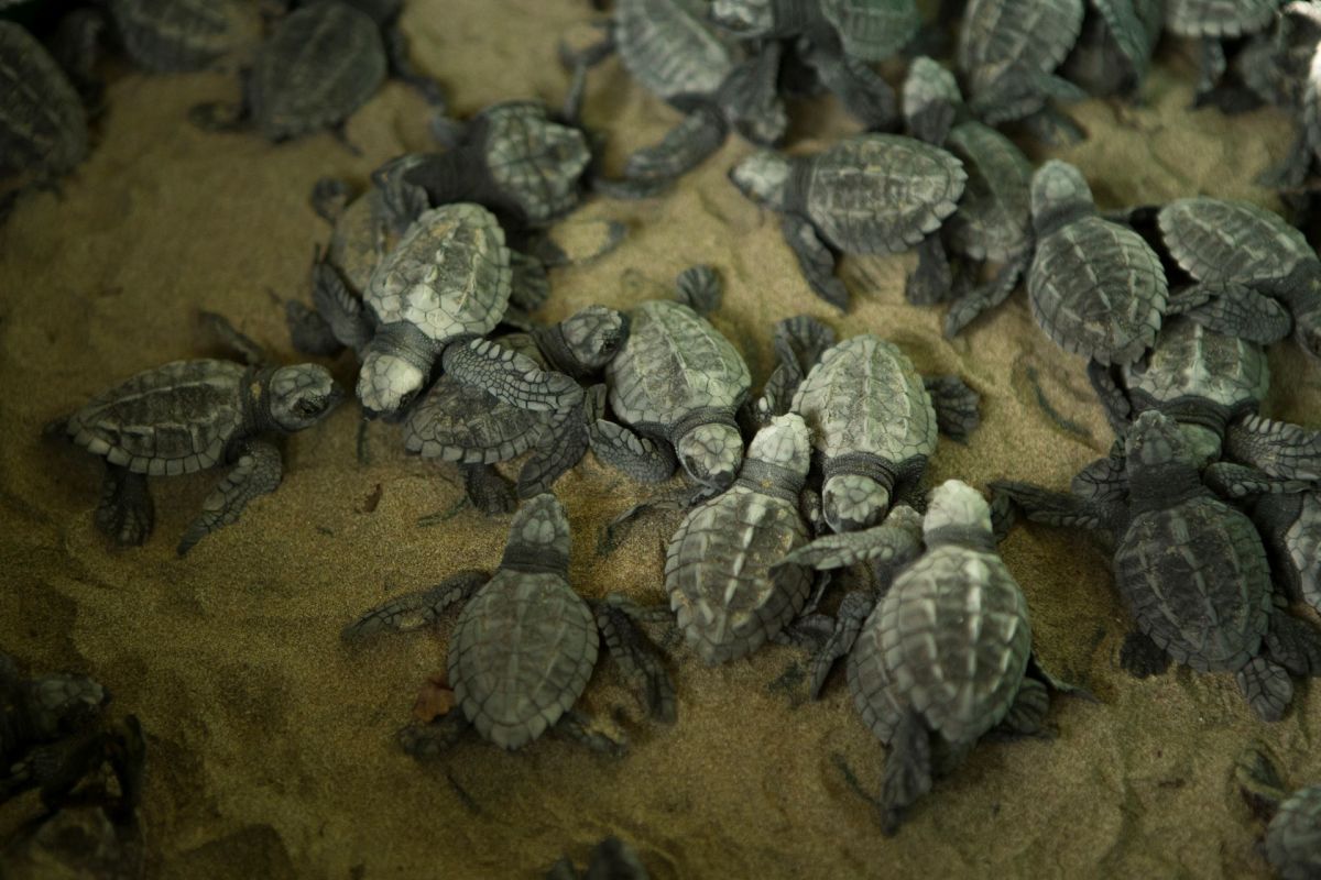 Olive ridley turtle, record for number of eggs laid