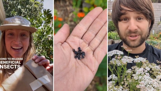 Pest-eating insects in gardening