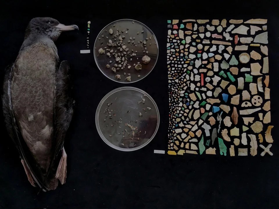 Photos of plastic eaten by birds