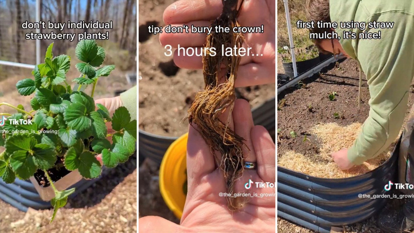 TikToker shares cheaper way to grow strawberries