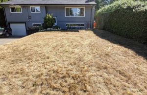 Grass-free lawn transformation