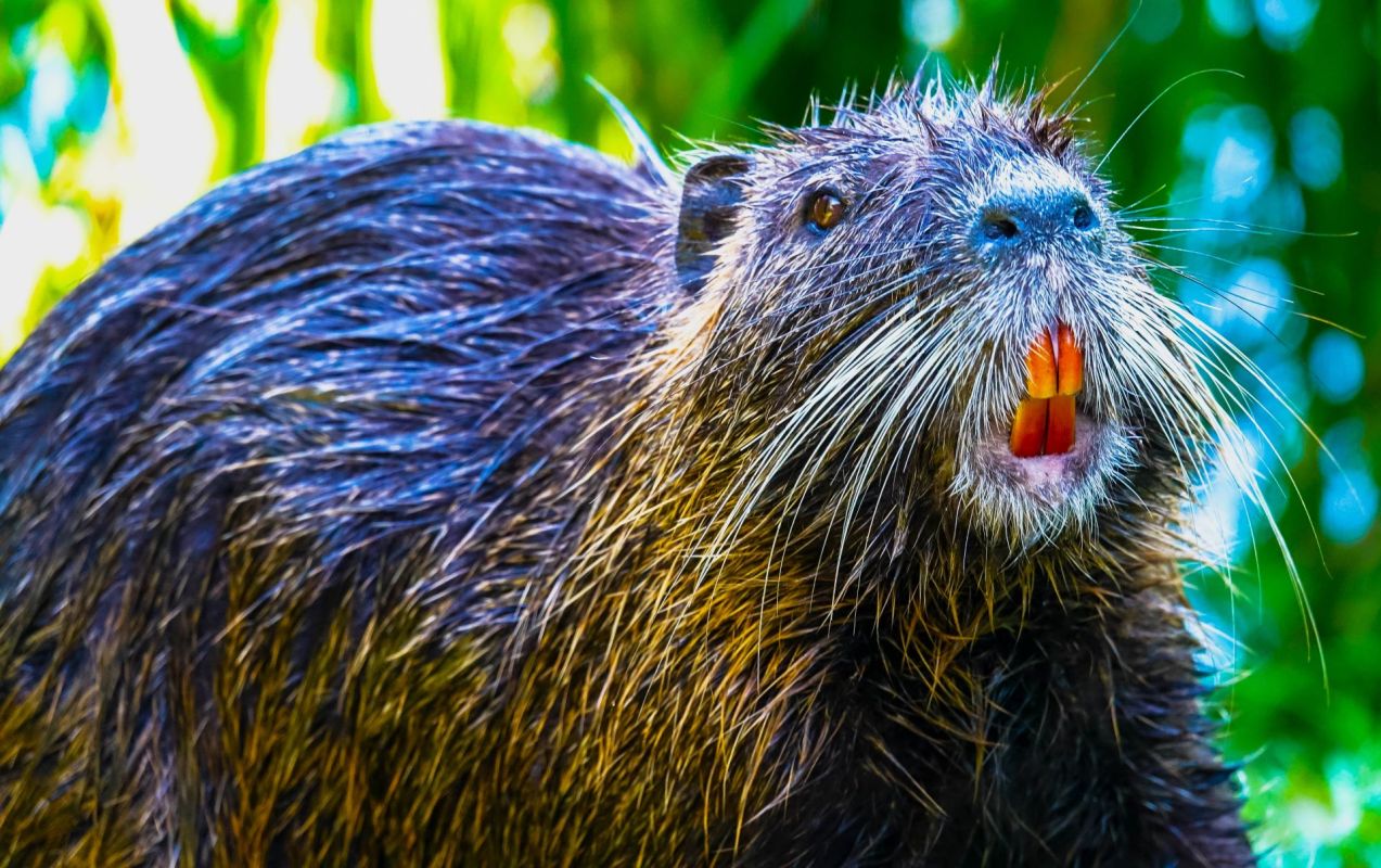 In 2015, Maryland trapped its last nutria, the Wall Street Journal said.