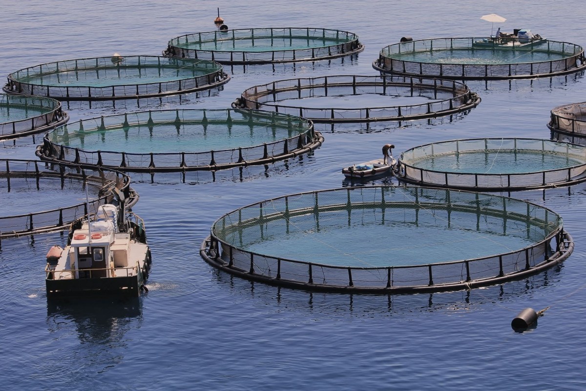 Aquaculture program is growing the blue economy