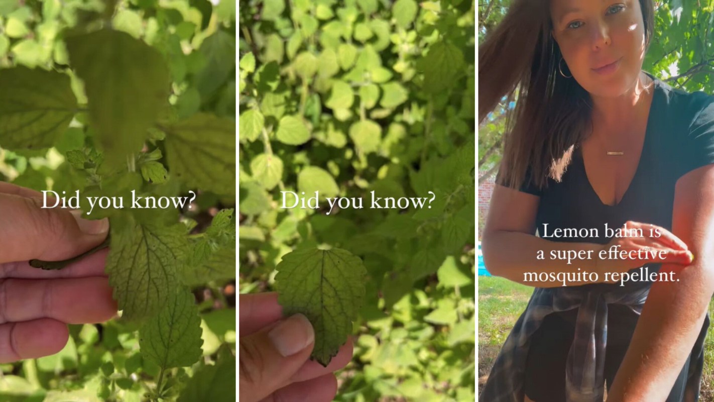 the houseplant 'lemon balm' that will keep mosquitoes away