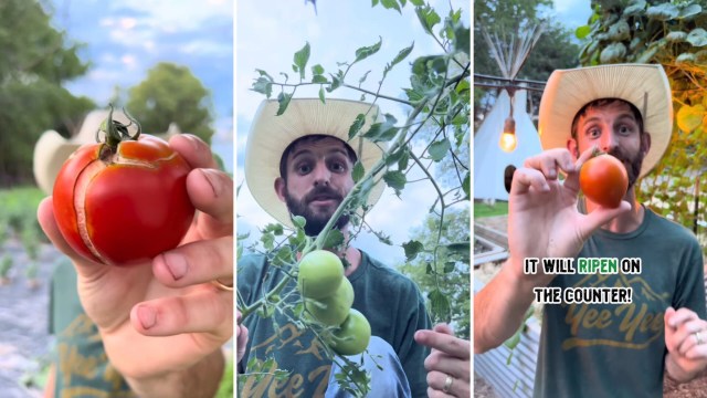 Genius trick to deal with the tomato cracks