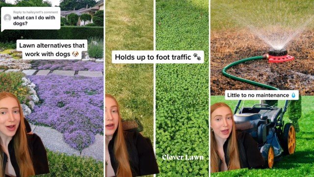 Clover best lawn alternative