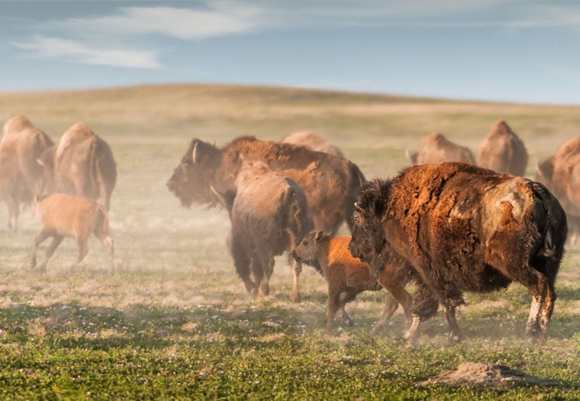 Buffalo back into the wild on Blackfeet Nation tribal land