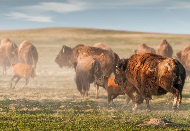 Buffalo back into the wild on Blackfeet Nation tribal land