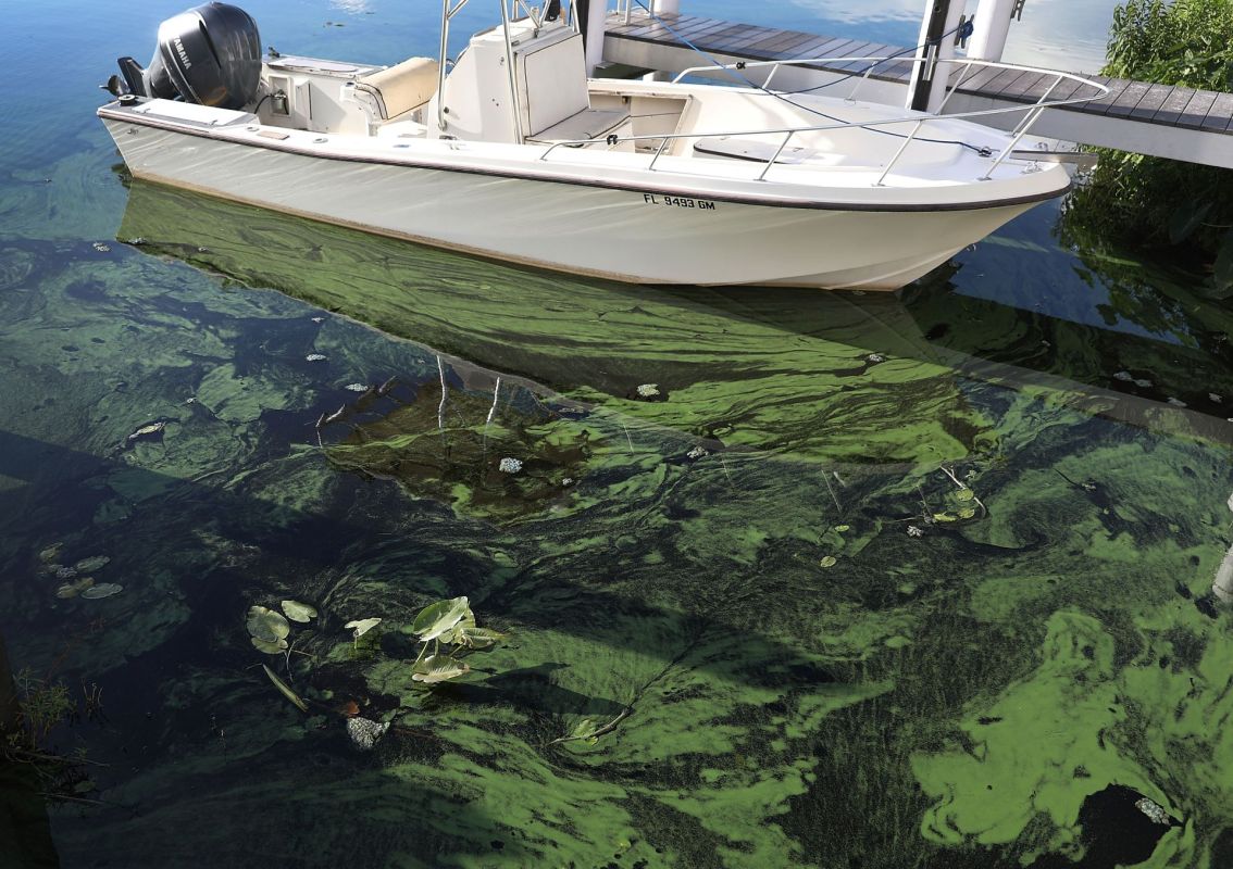 Lake Okeechobee, Rampant algae cause lung infections