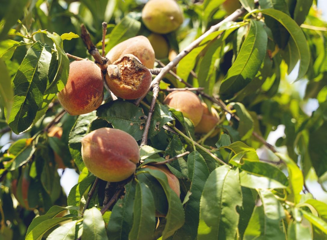 Georgia Peach crops amid catastrophic harvest