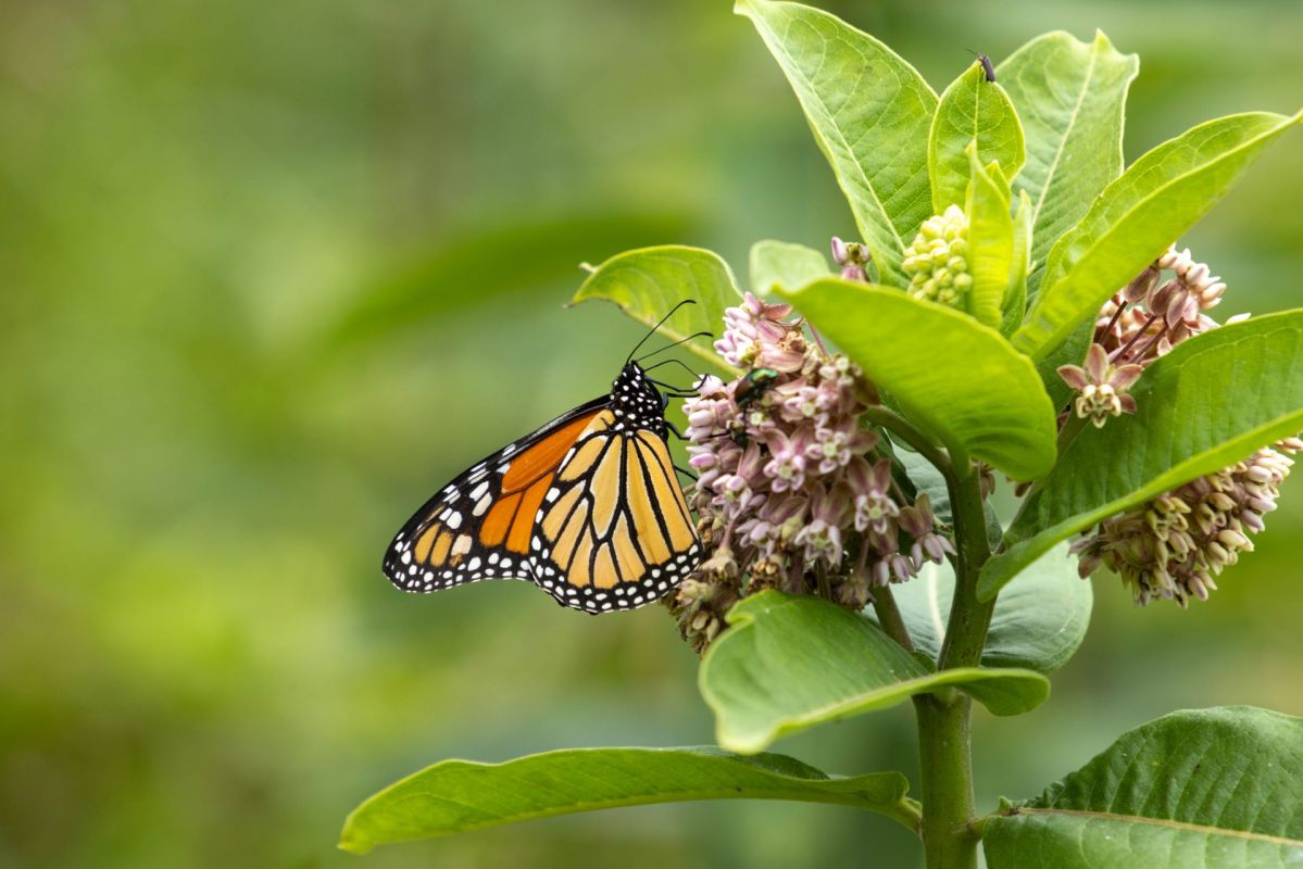 The Milkweed Man on mission to save monarch butterflies