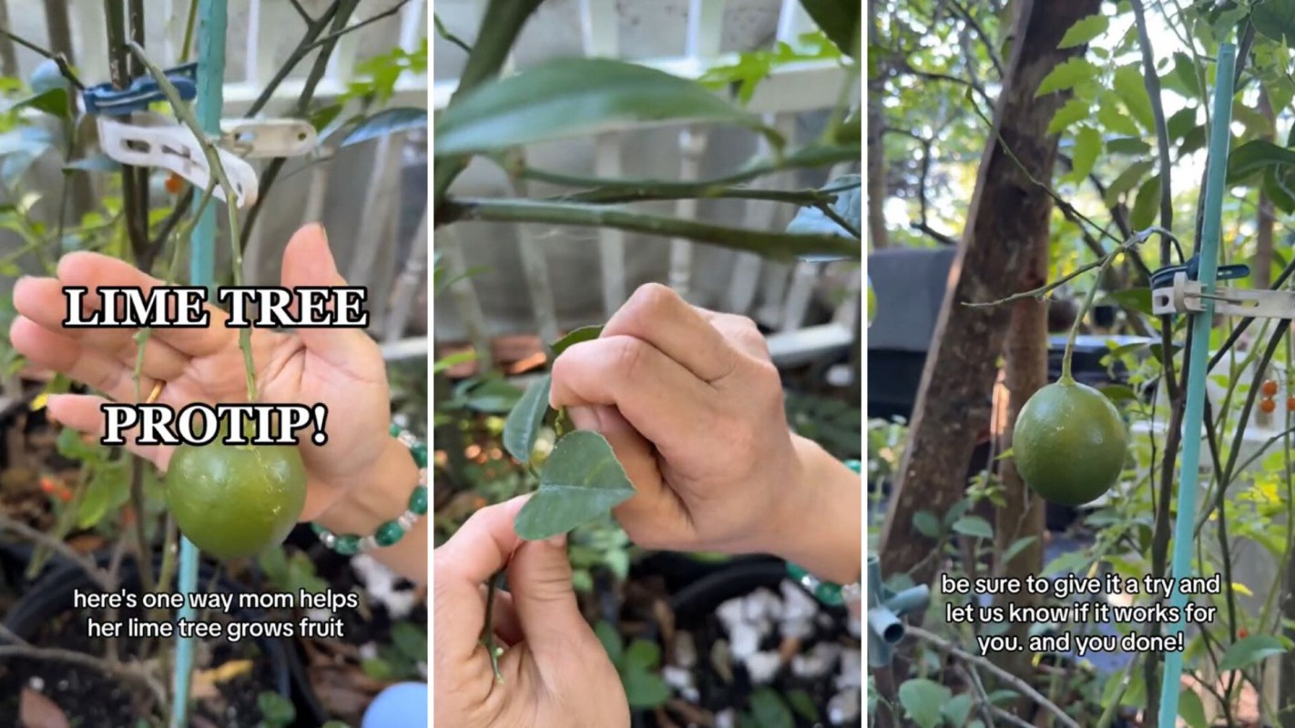 Gardening hack to help lime trees produce more fruit