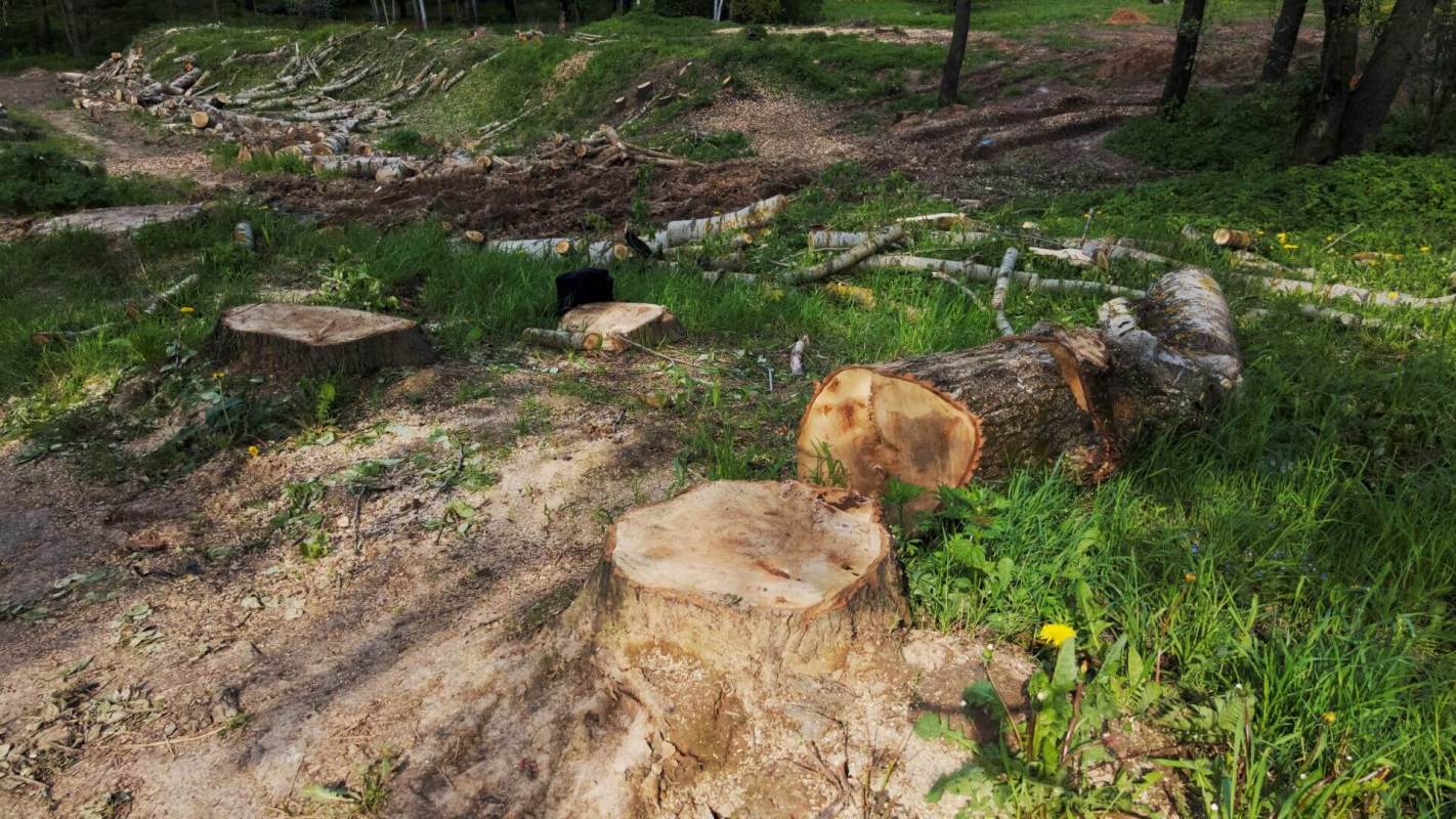 Tree law; Fine after allegedly cutting down neighbor's trees