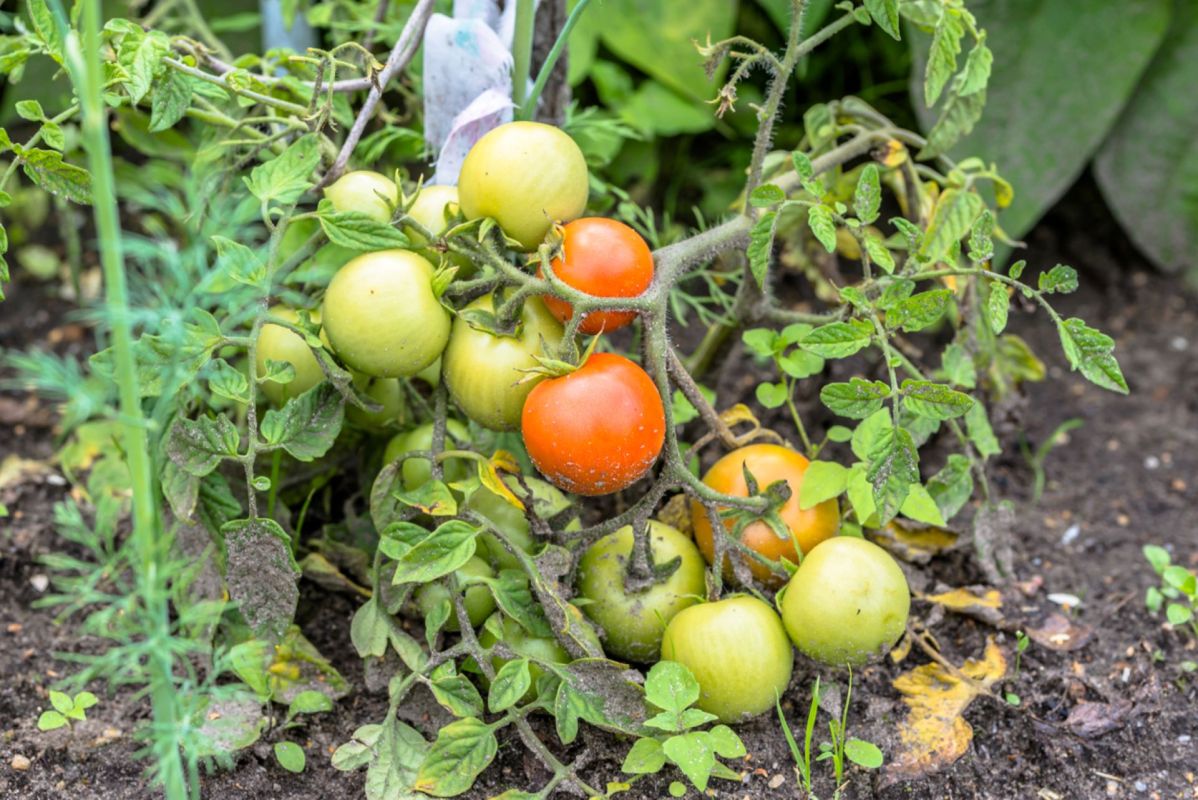 Game-changing tomato