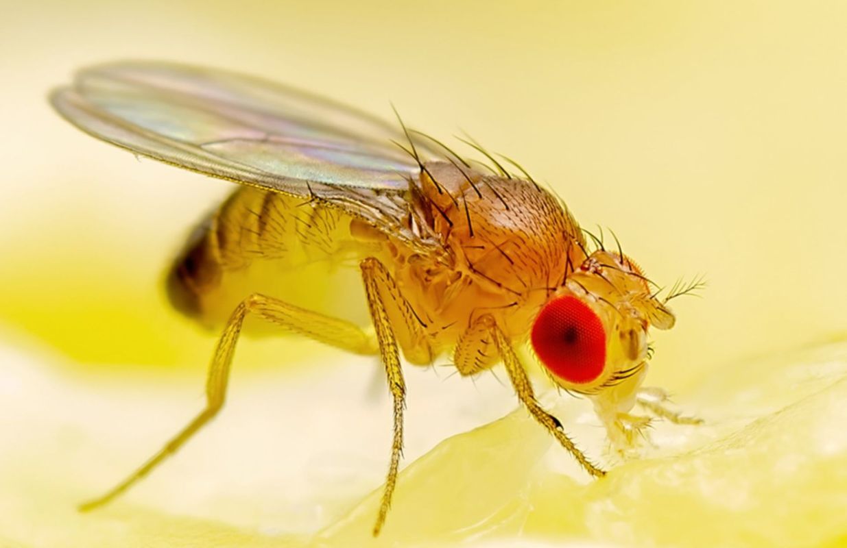Genetically modified fruit fly