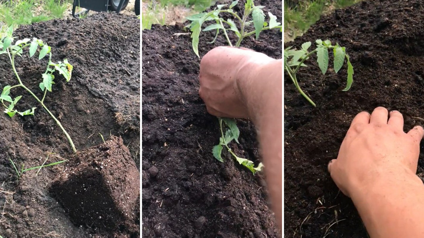 Hack for growing monstrous tomatoes