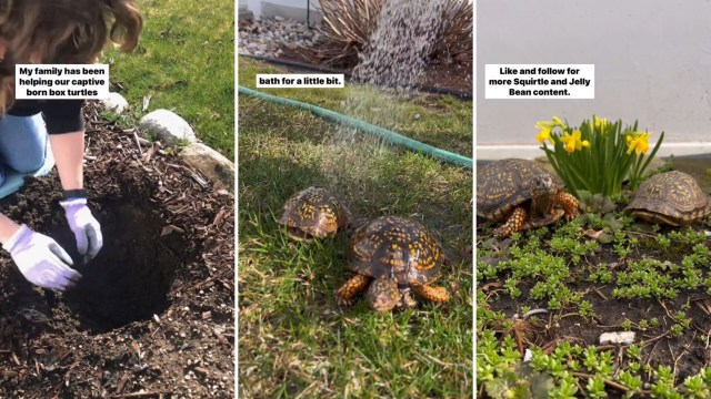 Pet owner explains why they bury turtles in the backyard