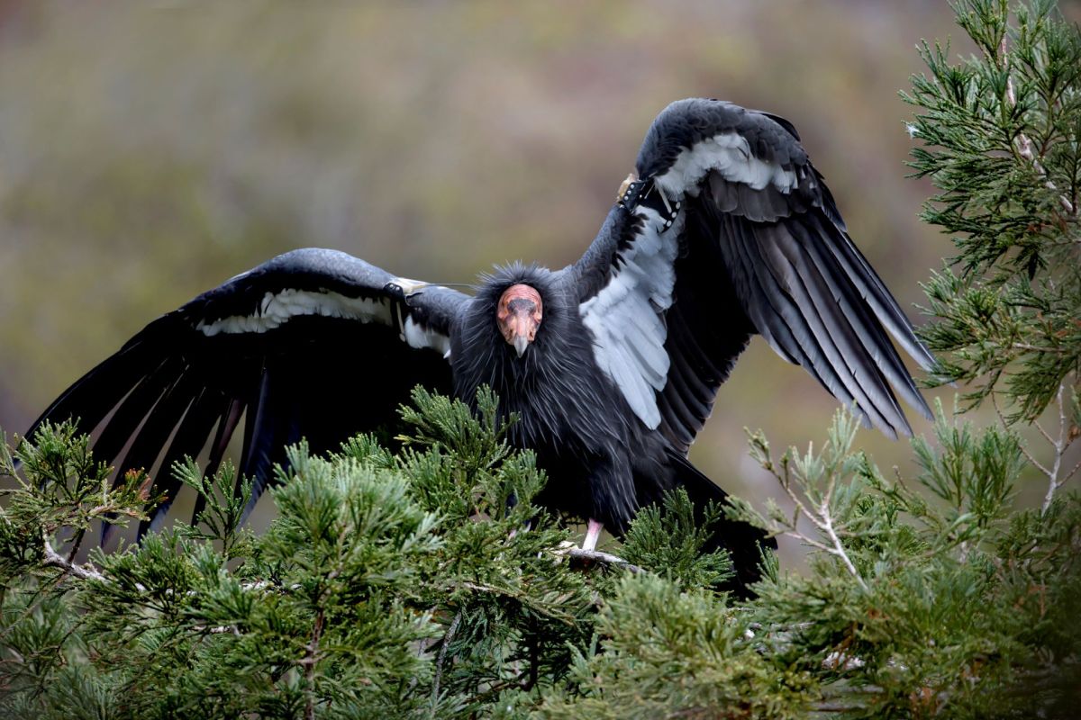 California condor, America’s largest flying bird