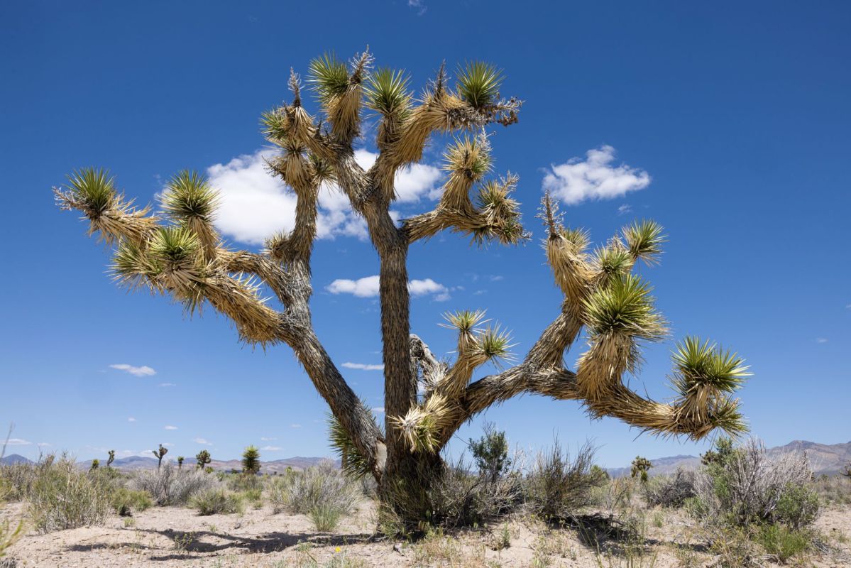 Lawmakers decide to protect Joshua Tree
