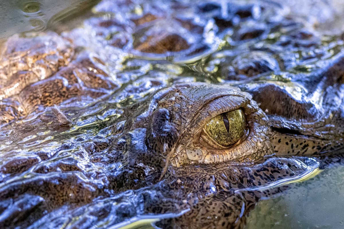 Parthenogenesis, Crocodile's remarkable 'virgin birth'