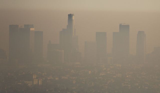 Mycorrhizal fungi natural solution to air pollution