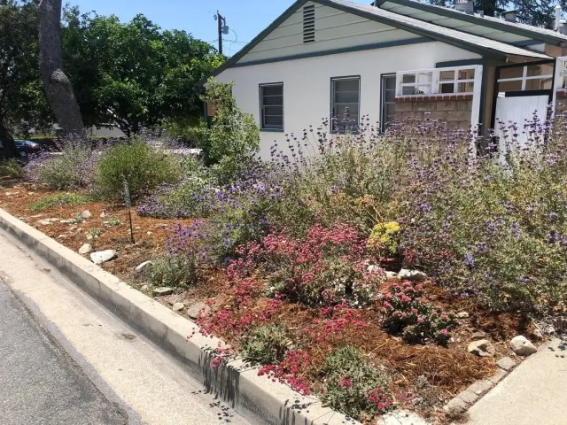 CA native garden before after