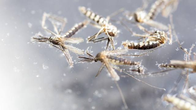 Neighbor’s negligence during mosquito season