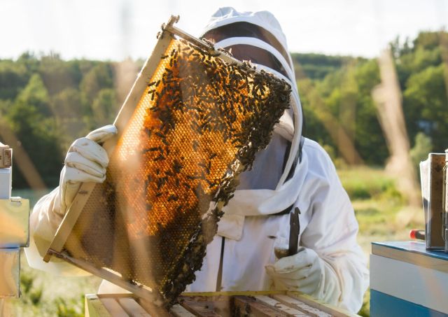 Beekeeping, snow leopard population