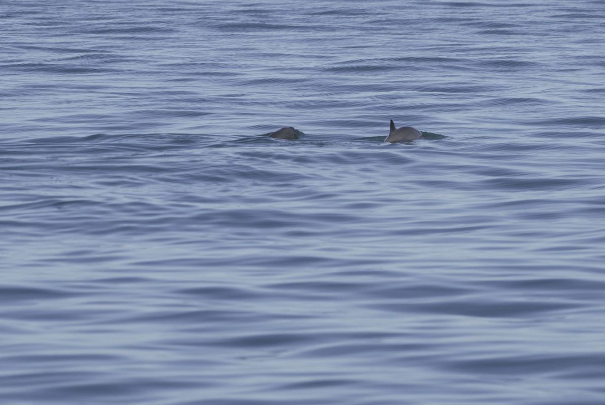 Rare vaquitas spotted in Mexico