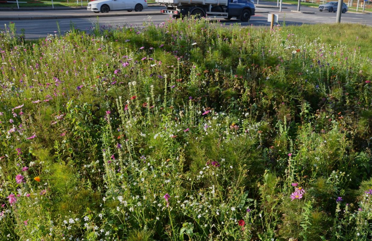 Redditor created their "anti-lawn" with native and pollinator-friendly plants