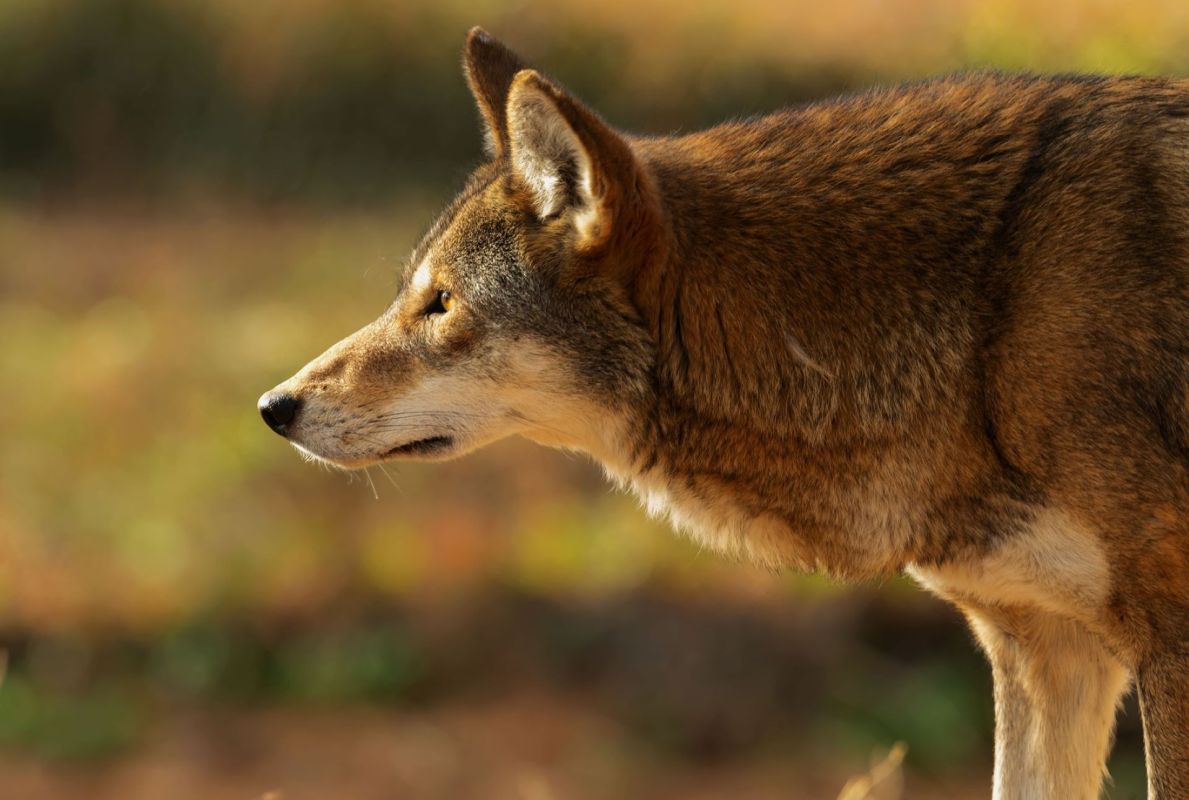 Endangered red wolf