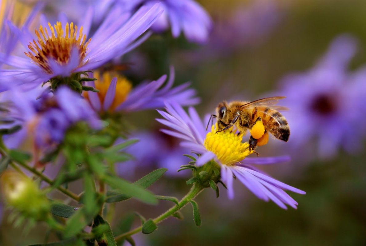 Lawn local pollinators, Bees