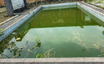 Mosquitoes breeding in pool