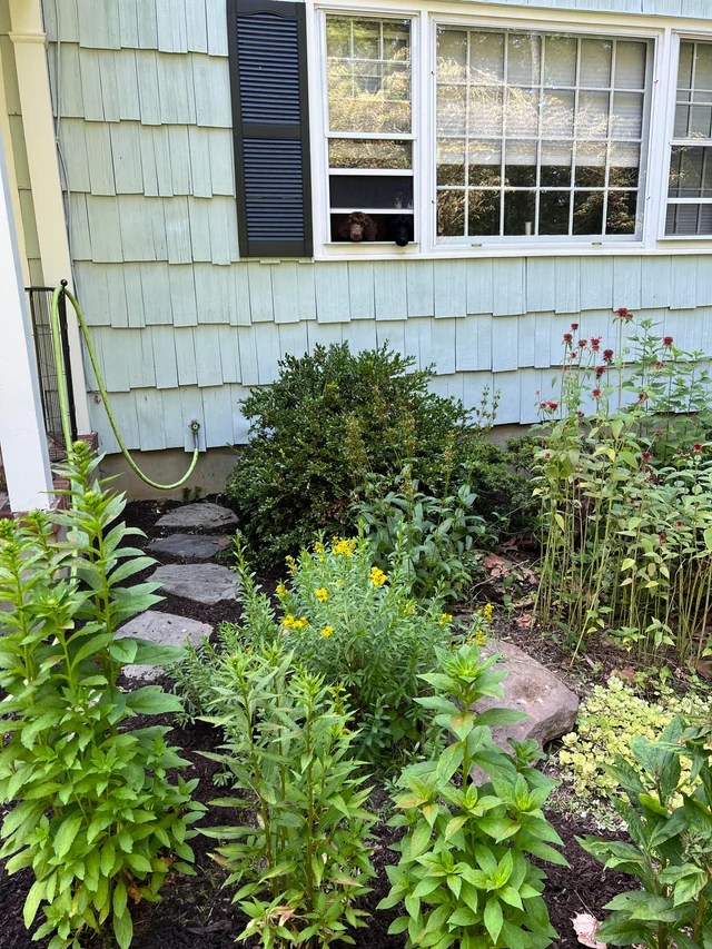 Native plant lawn