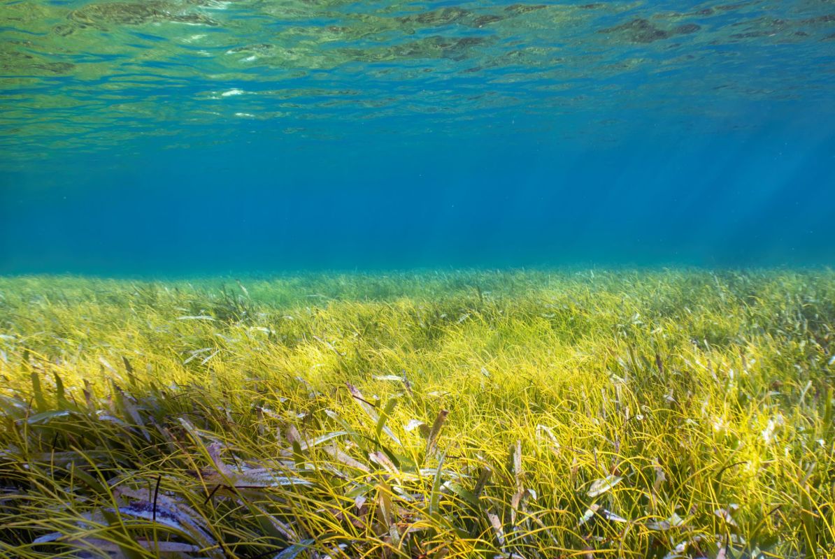Seagrass, Valuable asset hiding in ocean waters