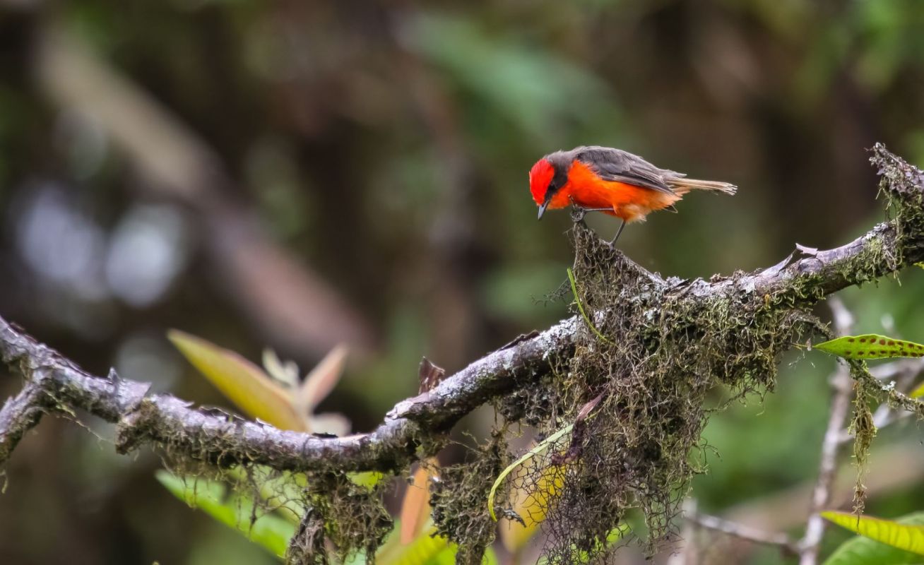 Darwin’s flycatchers making comeback in the Galapagos