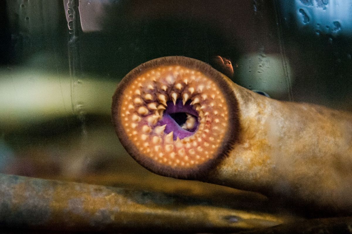 Terrifying ‘vampire fish' sea lamprey