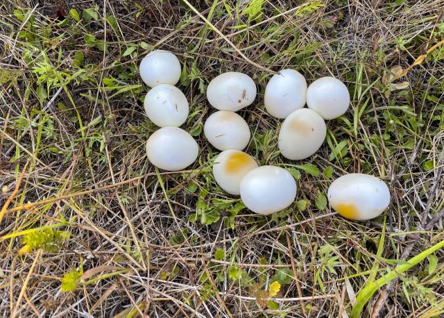 Snapping turtle baffled after making a strange discovery in garden
