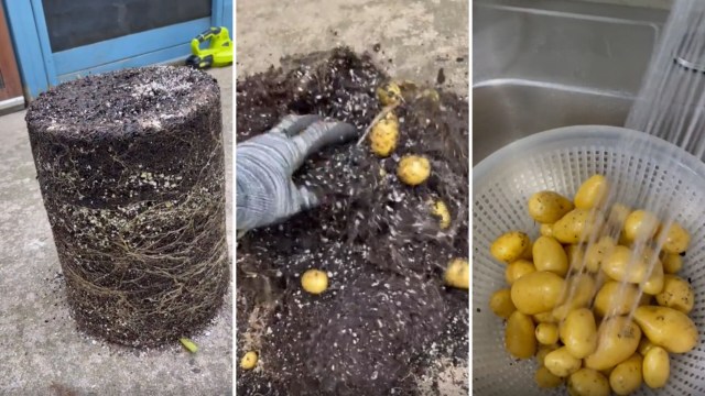Gardener shows peculiar planting method for easily planting potatoes