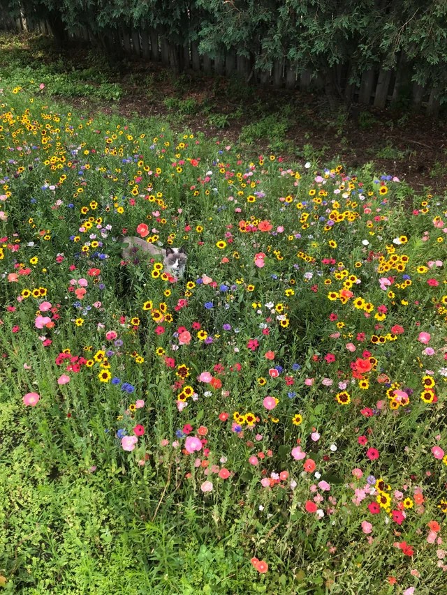 Wildflower