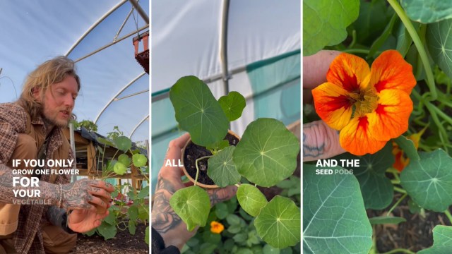 Nasturtium, boost your entire veggie garden