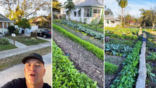 Homeowner growing thousands of dollars of food in their ‘victory garden'