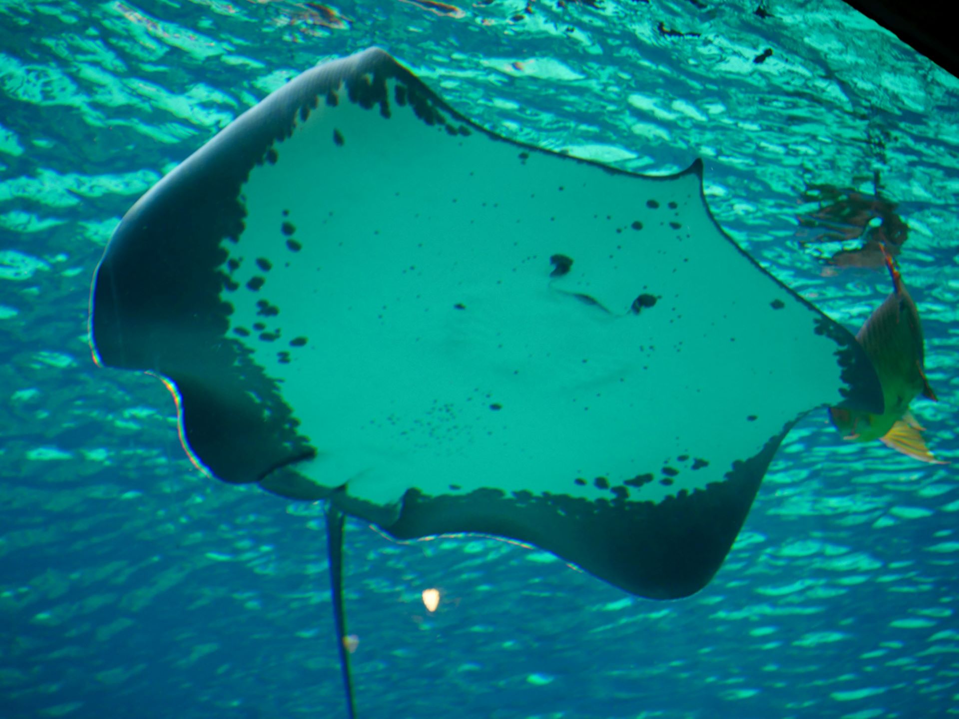 Scientists discover record-breaking stingray weighing over 650 pounds ...