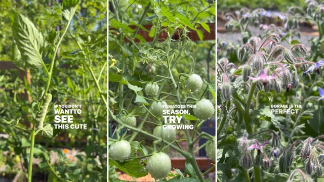 Simple hack to fight off tomato-destroying hornworms