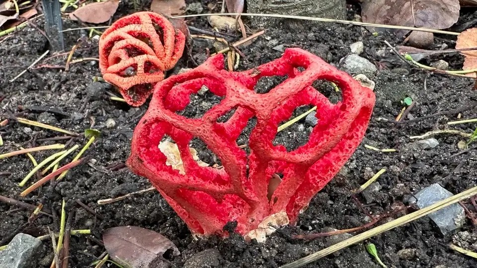 Basket stinkhorn