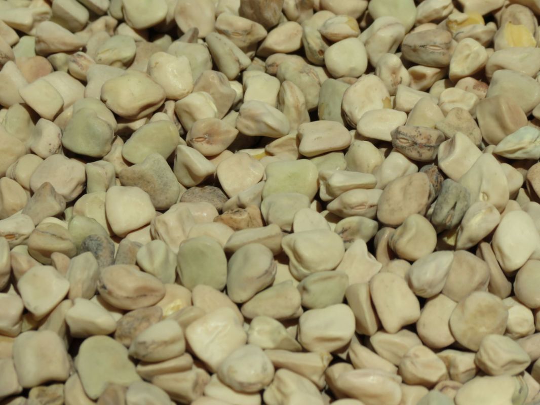 Protein-rich Poisonous pea can resist massive droughts